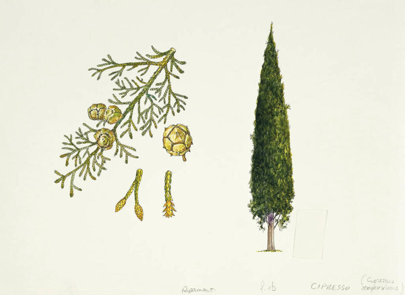 无人,横图,插画,白色背景,数码,科技,植物,柏树,叶子,阴影,科学,网络,松果,种子,高光,几何,计算机图形,合成,图画,画,花,树,白色,自然,环境,电脑合成图,数码合成图,生物学,合成图,漫画,写实,具体,具象,针叶树,彩图,丝柏