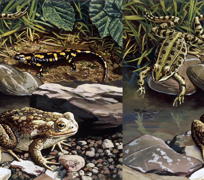 无人,坐,跳,横图,插画,室外,白天,数码,科技,水,青蛙,野生动物,三只,阴影,科学,网络,高光,几何,计算机图形,合成,图画,画,草,自然,环境,电脑合成图,数码合成图,生物学,合成图,沙砾,漫画,写实,具体,具象,火蜥蜴,海滩,岩石,彩图,动物学