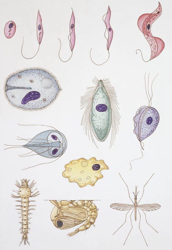 无人,竖图,插画,数码,科技,微生物,一排,一群,许多,阴影,整齐,科学,网络,细胞,很多,高光,几何,计算机图形,合成,图画,无脊椎动物,画,排列,自然,动物,环境,电脑合成图,数码合成图,生物学,合成图,队列,漫画,写实,具体,具象,原生动物,彩图,动物学