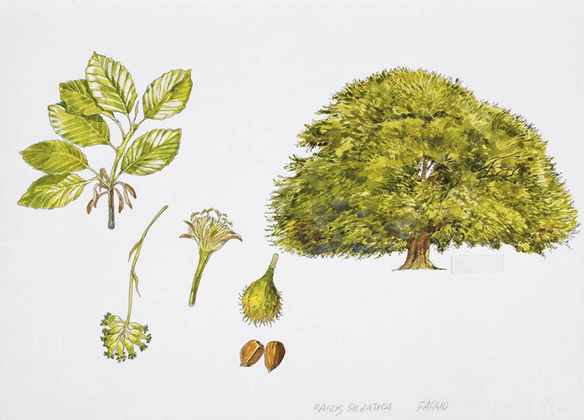 无人,横图,插画,白色背景,数码,科技,水果,叶子,阴影,科学,网络,食品,高光,几何,计算机图形,合成,图画,画,花,树,白色,自然,环境,电脑合成图,数码合成图,生物学,合成图,漫画,山毛榉,落叶树,写实,具体,具象,麻栎金刚,山毛榉树,彩图,欧洲山毛榉,壳斗