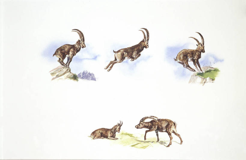 无人,跳,横图,插画,室外,数码,科技,哺乳动物,野生动物,羊,阴影,网络,高光,几何,计算机图形,合成,图画,画,自然,动物,可爱,活泼,电脑合成图,数码合成图,生物学,敏捷,合成图,漫画,野山羊,写实,具体,具象,悬羊,山羊,彩图,西伯利亚北山羊,动物学