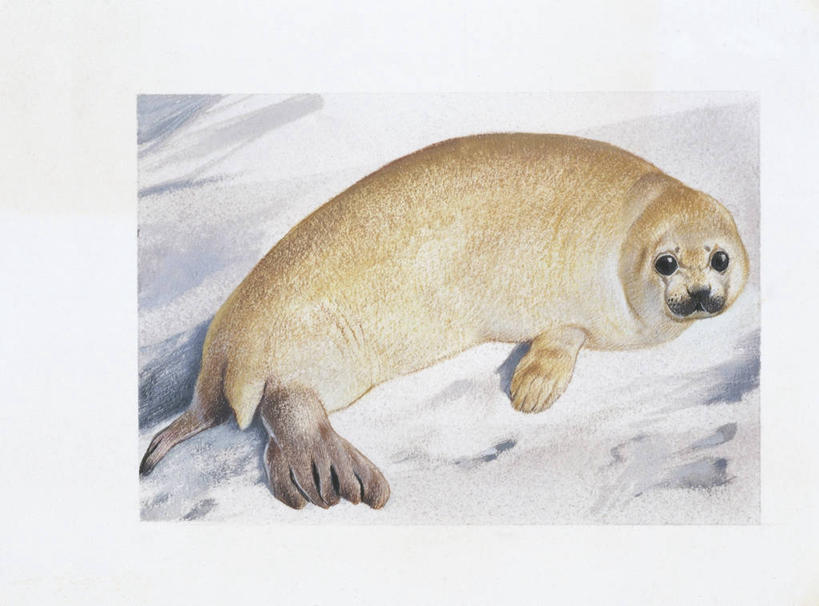 无人,横图,插画,室外,白天,数码,科技,雪,哺乳动物,海豹,野生动物,阴影,网络,冬天,高光,几何,计算机图形,合成,图画,画,白色,动物,电脑合成图,数码合成图,生物学,合成图,漫画,斑海豹,写实,具体,具象,濒危物种,彩图,动物学