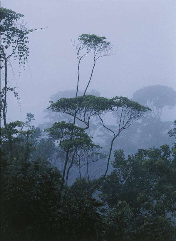 无人,竖图,室外,白天,森林,雾,委内瑞拉,树,自然,南美,摄影,环境,国家公园,热带雨林,自然地理,彩图,雨林,卡奈依马国家公园,郊野公园