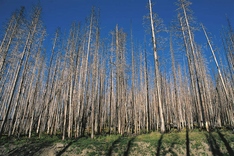 无人,横图,室外,白天,仰视,森林,火,美国,废弃,环保,天空,自然,摄影,能源,环境,回收,资源,北美,北美洲,国家公园,销毁,美洲,利用,低碳,循环,怀俄明,黄石公园,万里无云,北亚美利加洲,亚美利加洲,持续,森林火灾,开端,烧毁,彩图,低角度拍摄,旅行,美利坚合众国,郊野公园