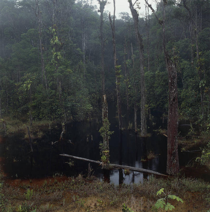 无人,竖图,方图,室外,白天,湖,森林,水,委内瑞拉,树,自然,地标建筑,南美,摄影,环境,国家公园,热带雨林,死水,自然地理,彩图,雨林,卡奈依马国家公园,郊野公园