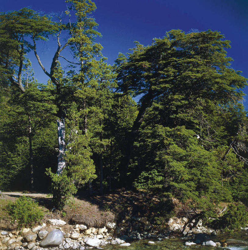 无人,竖图,方图,室外,白天,森林,阿根廷,树,自然,南美,摄影,环境,国家公园,巴塔哥尼亚,岩石,彩图,郊野公园