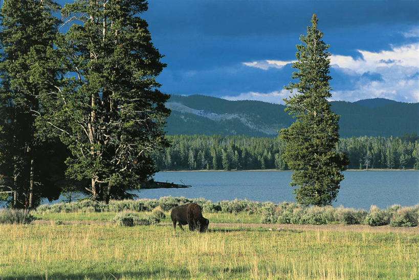 无人,站,横图,室外,白天,旅游,度假,湖,美景,牛,野生动物,美国,地形,景观,娱乐,树,自然,动物,享受,休闲,景色,放松,摄影,宁静,环境,北美,北美洲,国家公园,自然风光,美洲,美洲野牛,凶猛,怀俄明,黄石公园,北亚美利加洲,亚美利加洲,残暴,凶残,野牛,彩图,旅行,美利坚合众国,黄石湖,郊野公园
