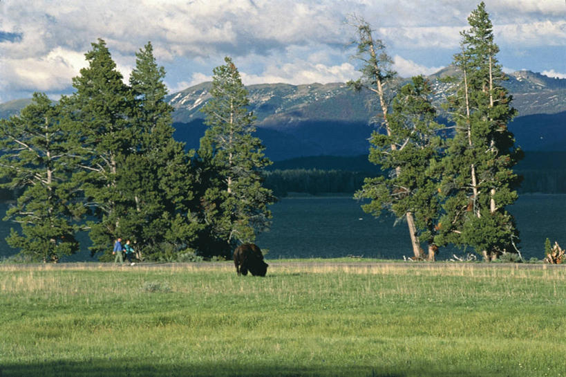 站,横图,室外,白天,旅游,度假,湖,美景,牛,野生动物,美国,地形,景观,娱乐,树,自然,动物,享受,休闲,景色,放松,摄影,宁静,环境,北美,北美洲,国家公园,自然风光,美洲,美洲野牛,凶猛,怀俄明,黄石公园,北亚美利加洲,亚美利加洲,残暴,凶残,野牛,彩图,旅行,美利坚合众国,郊野公园