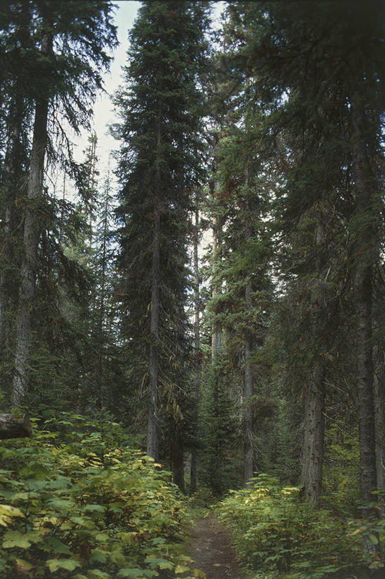 无人,竖图,室外,白天,森林,山脉,加拿大,联合国,树,自然,摄影,环境,针叶林,洛矶山脉,自然地理,彩图,联合国教科文组织