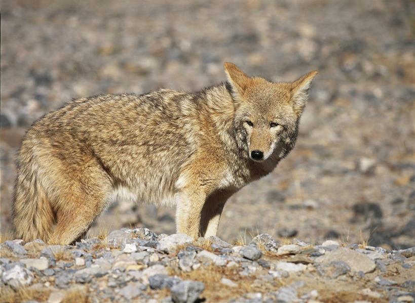 无人,站,横图,室外,白天,野生动物,美国,自然,动物,摄影,环境,亚利桑那,国家公园,野狗,丛林狼,死亡谷国家公园,彩图,旅行,郊野公园