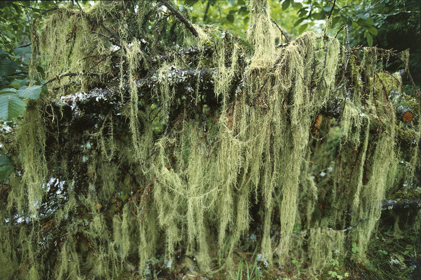 无人,横图,室外,特写,白天,森林,美国,丰富,苔藓,枝,树,绿色,自然,摄影,生长,环境,国家公园,阿拉斯加,冰河湾国家公园,彩图,郊野公园