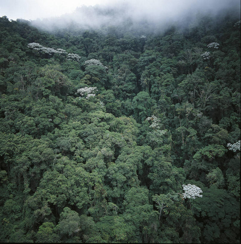 无人,公园,竖图,方图,俯视,室外,白天,森林,委内瑞拉,尼加拉瓜,树,绿色,自然,南美,摄影,环境,北美,北美洲,国家公园,美洲,北亚美利加洲,亚美利加洲,内华达山脉国家公园,尼加拉瓜共和国,自然地理,彩图,高角度拍摄,郊野公园