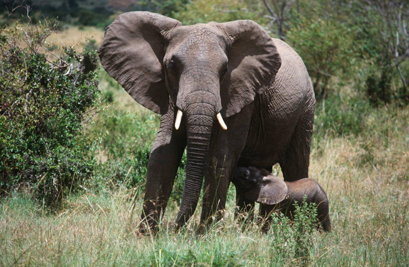 无人,站,横图,室外,白天,时尚,哺乳动物,野生动物,科学,哺乳,非洲象,草,自然,动物,两只,t台,吸,摄影,环境,生物学,喂养,时装表演,时装秀,t型台,走秀,象,彩图,动物学