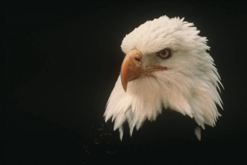 无人,横图,室外,特写,白天,时尚,野生动物,黑色背景,科学,鸟类,黑色,自然,动物,t台,摄影,环境,生物学,白头鹰,时装表演,时装秀,t型台,走秀,彩图,动物学