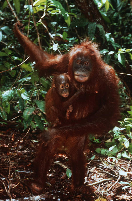 无人,站,竖图,室外,白天,时尚,哺乳动物,野生动物,拿着,自然,动物,看,两只,t台,摄影,保护,环境,生物学,关爱,运送,猿,苏门答腊猩猩,婆罗洲猩猩,时装表演,时装秀,t型台,走秀,彩图,动物学