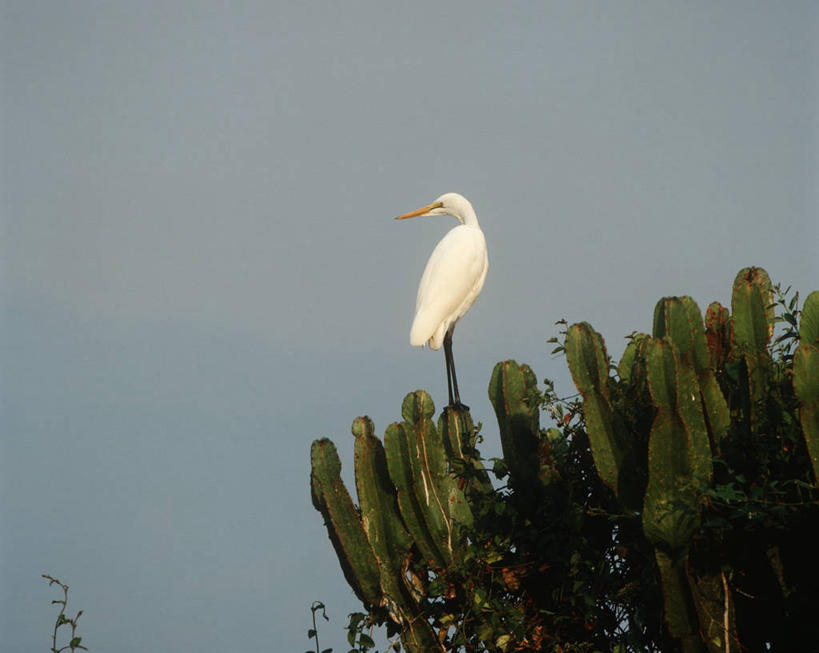 无人,站,横图,室外,白天,时尚,仙人掌,白鹭,野生动物,科学,苍鹭,鸟类,自然,动物,t台,摄影,栖息,环境,生物学,大白鹭,鹳,国家公园,扎伊尔,刚果民主共和国,时装表演,时装秀,t型台,走秀,彩图,肉质植物,动物学,郊野公园