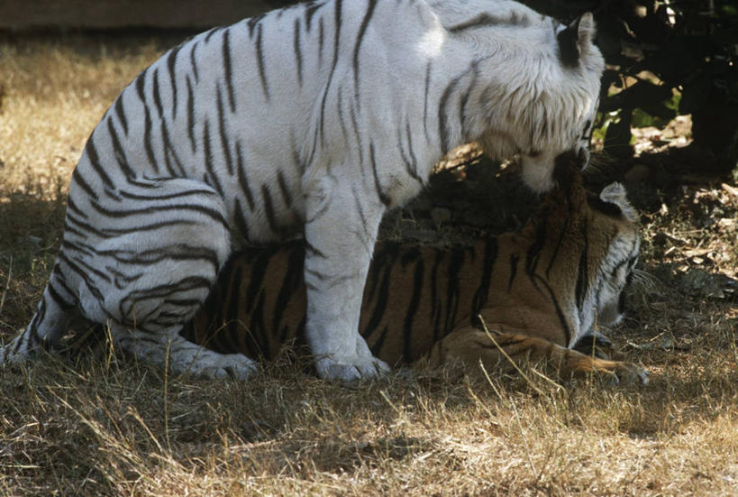 无人,躺,横图,室外,白天,侧面,时尚,哺乳动物,虎,野生动物,连接,科学,自然,动物,两只,t台,摄影,环境,生物学,交配,猫科动物,白虎,性行为,时装表演,时装秀,t型台,走秀,彩图,伴侣,动物行为,动物学