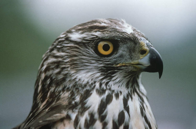 无人,横图,室外,特写,白天,时尚,苍鹰,野生动物,科学,鸟类,自然,动物,t台,摄影,环境,生物学,时装表演,时装秀,t型台,走秀,彩图,动物学