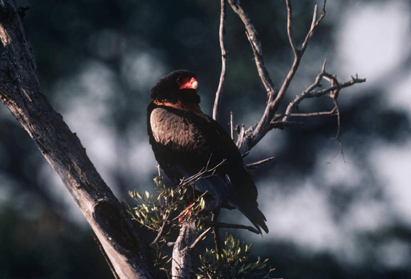无人,坐,横图,室外,白天,时尚,野生动物,鹰,科学,鸟类,枝,树,自然,动物,t台,摄影,栖息,环境,生物学,国家公园,扎伊尔,刚果民主共和国,时装表演,时装秀,t型台,走秀,彩图,动物学,郊野公园