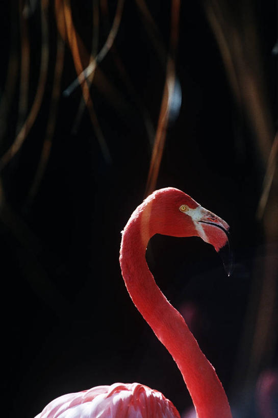 无人,竖图,室外,白天,时尚,野生动物,科学,火烈鸟,鸟类,自然,动物,t台,摄影,环境,生物学,大火烈鸟,时装表演,时装秀,t型台,走秀,美洲火烈鸟,半身,彩图,动物学