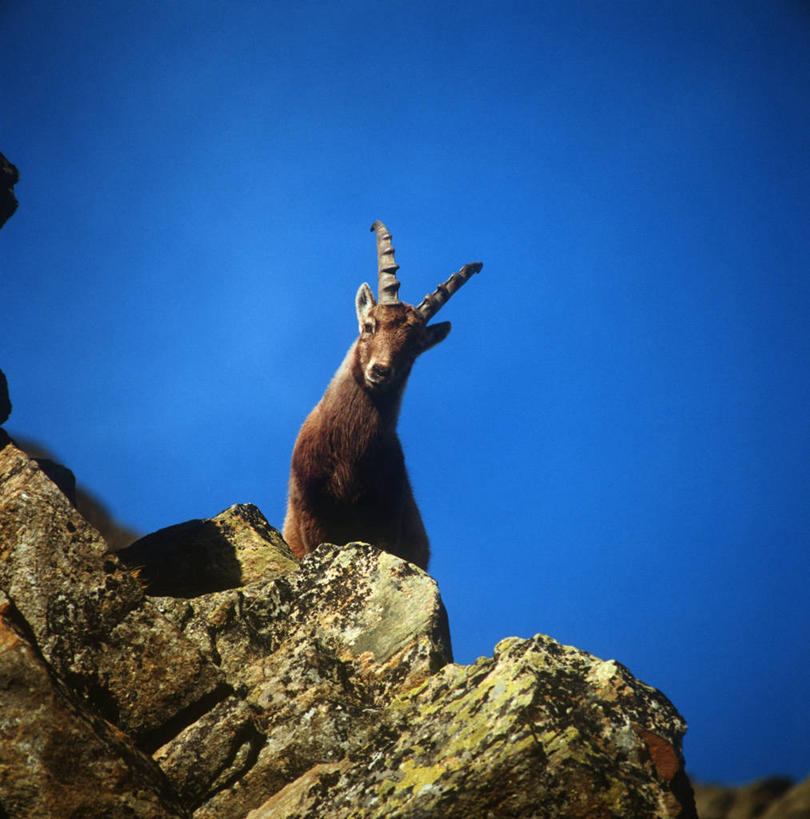 无人,竖图,方图,室外,白天,仰视,时尚,哺乳动物,野生动物,羊,科学,天空,自然,动物,t台,可爱,摄影,活泼,环境,生物学,偶蹄目,万里无云,野山羊,悬羊,时装表演,时装秀,t型台,走秀,岩石,山羊,半身,彩图,低角度拍摄,西伯利亚北山羊,动物学,好奇心