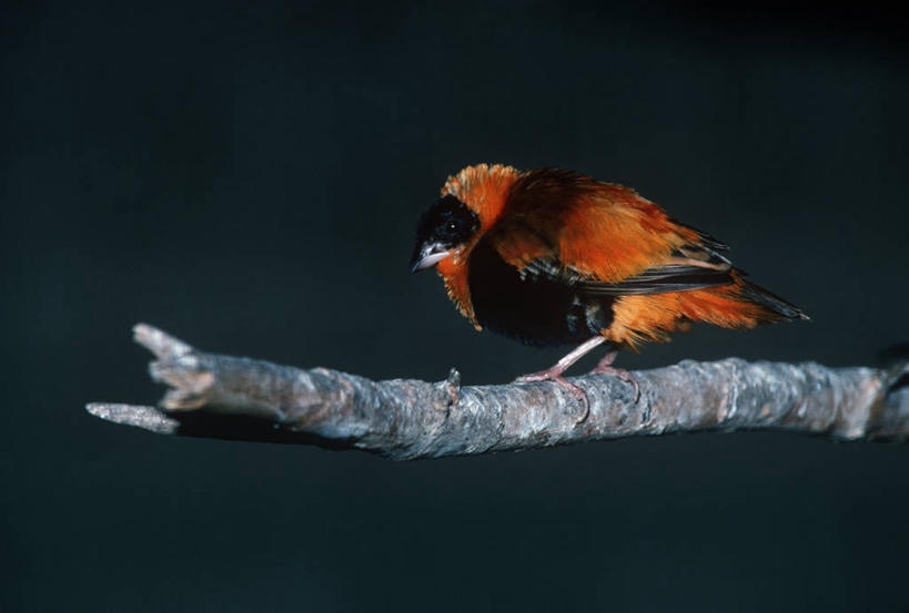 无人,坐,横图,室外,白天,时尚,鸟,野生动物,科学,鸟类,枝,自然,动物,t台,摄影,栖息,环境,生物学,红衣主教鸟,主红雀,红衣主教蜡嘴鸟,主教鸟,织巢鸟,时装表演,时装秀,t型台,走秀,彩图,动物学