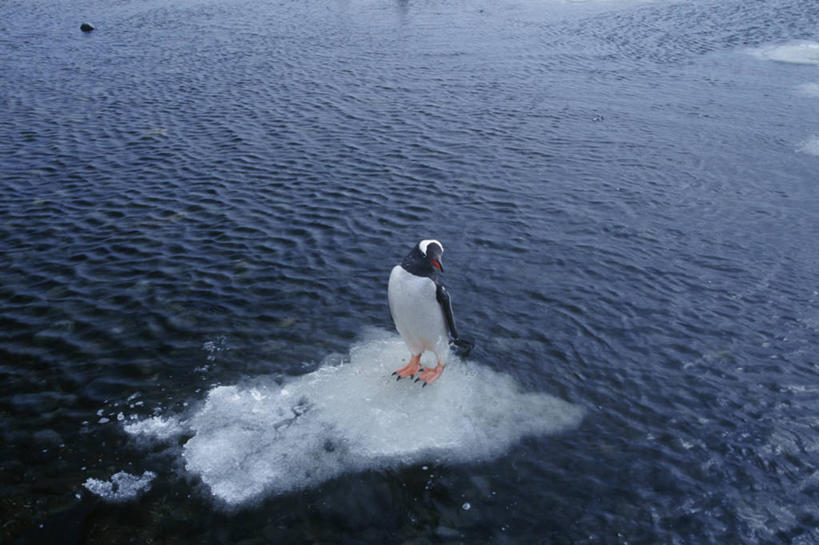 无人,站,横图,俯视,室外,白天,时尚,海洋,水,企鹅,野生动物,漂浮,科学,鸟类,冰,自然,动物,t台,摄影,环境,生物学,南极洲,巴布亚企鹅,南设得兰群岛,时装表演,时装秀,t型台,走秀,彩图,高角度拍摄,独处,动物学,南冰洋