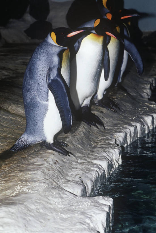 无人,站,竖图,室外,白天,时尚,海洋,水,企鹅,野生动物,一排,一群,许多,整齐,科学,鸟类,冰,很多,排列,自然,t台,摄影,环境,生物学,队列,帝企鹅,时装表演,时装秀,t型台,走秀,彩图,动物学