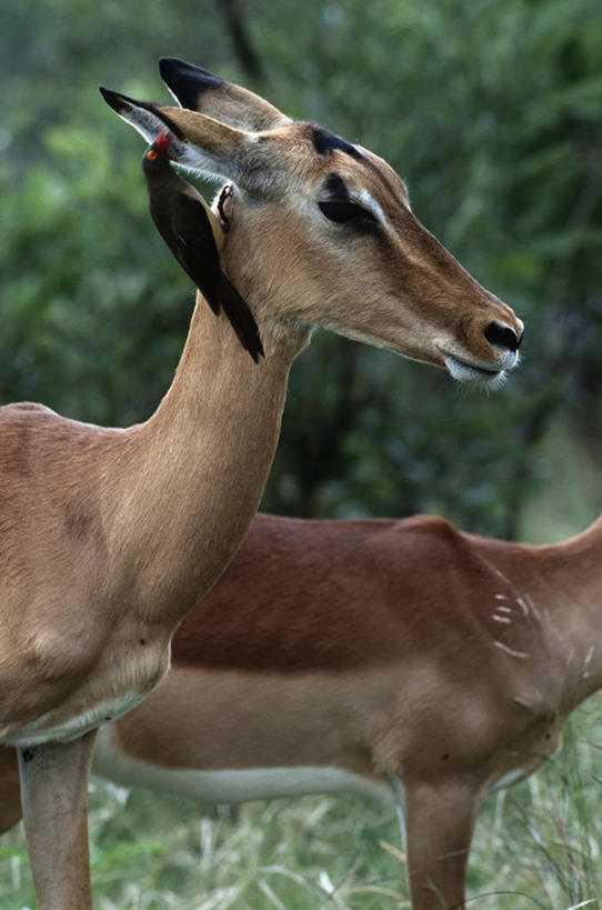 西方人,无人,站,竖图,室外,特写,白天,时尚,哺乳动物,野生动物,欧洲,非洲,南非,黑人,欧洲人,三只,羚羊,自然,动物,t台,摄影,部分,环境,生物学,偶蹄目,黑斑羚,八哥,克鲁格国家公园,红嘴牛椋鸟,国家野生动物保护区,啄牛鸟,时装表演,时装秀,t型台,走秀,非洲人,彩图,动物学