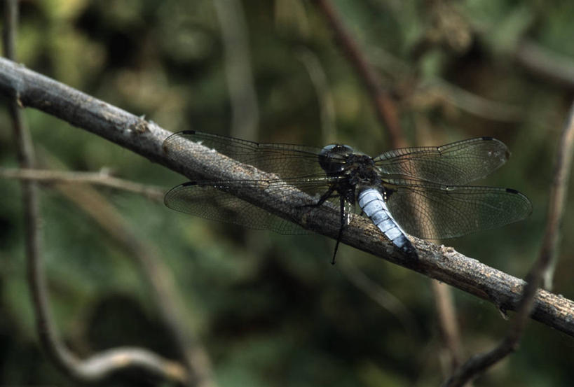 无人,横图,室外,特写,白天,时尚,野生动物,科学,蜻蜓,昆虫,枝,背面,自然,动物,t台,生物,摄影,环境,生物学,节肢动物,益虫,豆娘,时装表演,时装秀,t型台,走秀,彩图,动物学