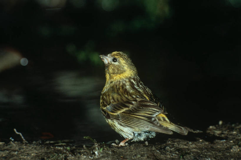 无人,坐,横图,室外,夜晚,时尚,野生动物,科学,鸟类,自然,动物,看,向上看,t台,摄影,栖息,环境,生物学,金丝雀,时装表演,时装秀,t型台,走秀,彩图,动物学