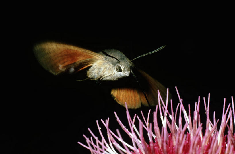 无人,横图,室外,夜晚,运动模糊,时尚,野生动物,蝴蝶,黑色背景,科学,昆虫,飞,花,黑色,自然,动物,t台,生物,摄影,环境,生物学,蛾,节肢动物,蜂鸟天蛾,时装表演,时装秀,t型台,走秀,彩图,动物学