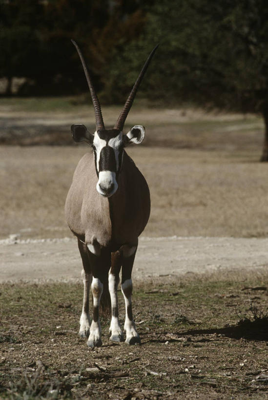 无人,站,竖图,室外,白天,正面,时尚,哺乳动物,野生动物,科学,羚羊,自然,动物,t台,摄影,环境,生物学,长角羚,偶蹄目,时装表演,时装秀,t型台,走秀,彩图,动物学