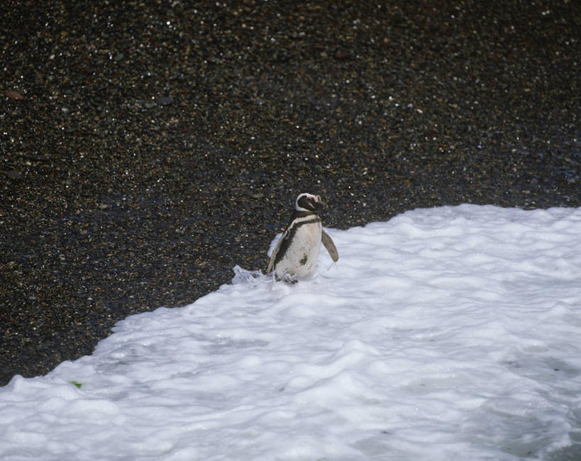 无人,横图,室外,白天,时尚,海浪,海洋,水,雪,企鹅,野生动物,阿根廷,科学,鸟类,河岸,水边,自然,动物,t台,南美,可爱,摄影,活泼,环境,生物学,进入,麦氏环企鹅,麦哲伦企鹅,巴塔哥尼亚,时装表演,时装秀,t型台,走秀,海滩,步行,彩图,动物学