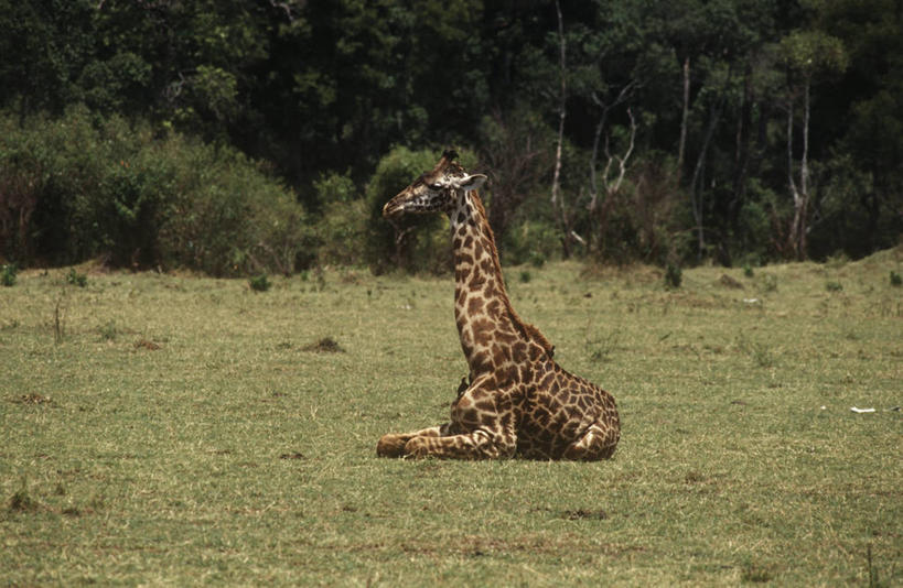 无人,坐,横图,室外,白天,侧面,时尚,哺乳动物,长颈鹿,野生动物,肯尼亚,科学,田地,草,自然,动物,t台,摄影,环境,生物学,偶蹄目,东非,国家野生动物保护区,马赛长颈鹿,时装表演,时装秀,t型台,走秀,彩图,马赛马拉国家保护区,独处,动物学