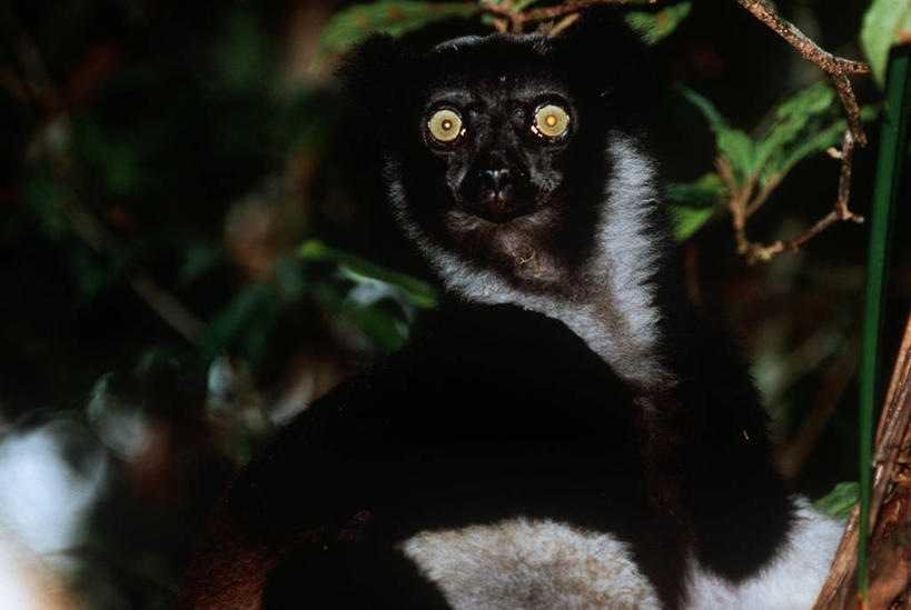 脸,头,脸颊,无人,横图,室外,夜晚,时尚,哺乳动物,猴,野生动物,猴子,非洲,马达加斯加,科学,肩膀,自然,动物,t台,可爱,摄影,活泼,环境,生物学,国家公园,狐猴,灵长目,机敏,阿非利加洲,东非,马达加斯加共和国,大狐猴,原狐猴,塔马塔夫,时装表演,时装秀,t型台,走秀,头部,脸部,脸蛋,面部,彩图,动物学