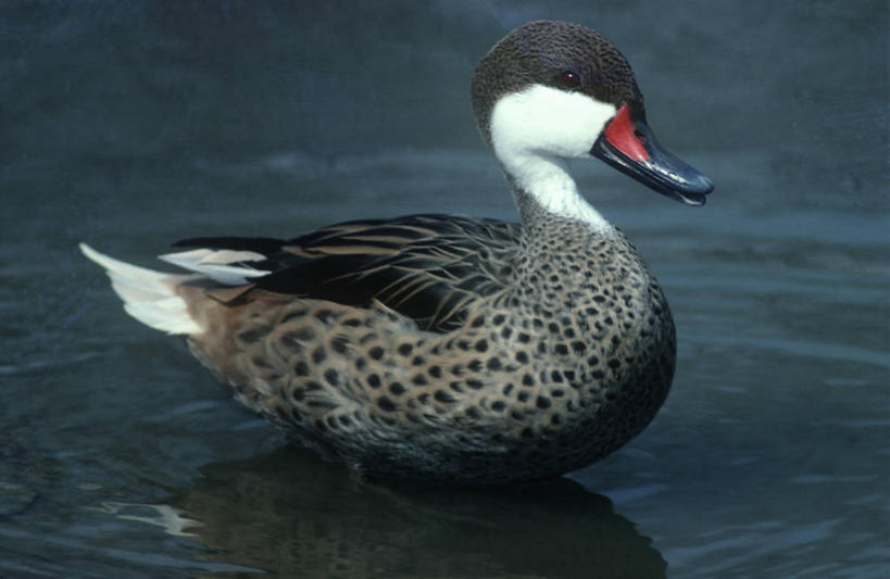 游泳,无人,横图,室外,白天,时尚,湖,水,野生动物,科学,鸟类,自然,动物,t台,摄影,环境,生物学,针尾鸭,时装表演,时装秀,t型台,走秀,彩图,动物学