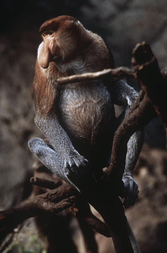 无人,坐,竖图,室外,白天,时尚,哺乳动物,野生动物,印度尼西亚,枝,自然,动物,看,t台,摄影,环境,生物学,国家公园,叶猴,长鼻猴,婆罗洲岛,时装表演,时装秀,t型台,走秀,彩图,动物学,郊野公园