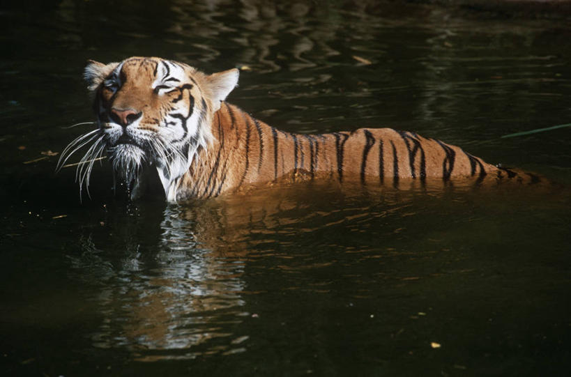 无人,横图,室外,白天,时尚,满意,哺乳动物,虎,野生动物,印度,涉水,反射,自然,动物,t台,摄影,环境,生物学,孟加拉虎,猫科动物,印度次大陆,时装表演,时装秀,t型台,走秀,半身,彩图,动物学