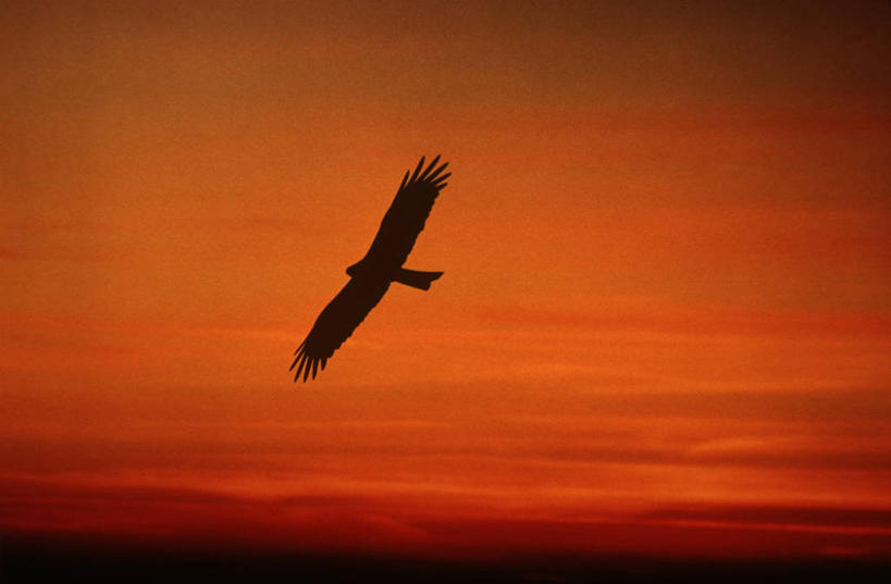 无人,横图,室外,时尚,日落,野生动物,科学,鸟类,飞,天空,自然,黄昏,动物,t台,摄影,环境,生物学,剪影,逆光,黑鸢,时装表演,时装秀,t型台,走秀,彩图,动物学