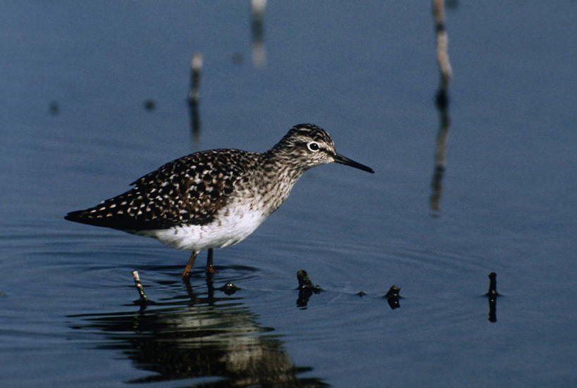无人,横图,室外,白天,侧面,时尚,湖,水,野生动物,涉水,科学,鸟类,自然,动物,t台,摄影,环境,生物学,专心,鹰斑鹬,时装表演,时装秀,t型台,走秀,林鹬,步行,彩图,动物学