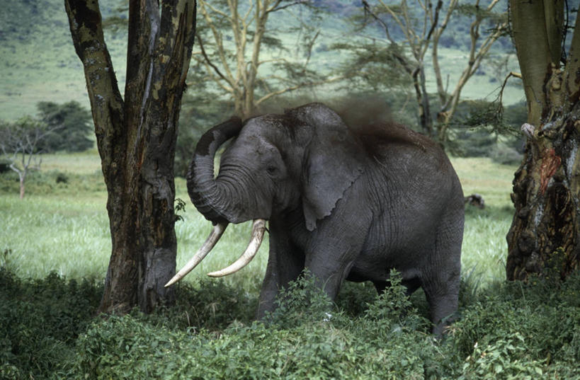 无人,站,横图,室外,白天,时尚,哺乳动物,野生动物,非洲,坦桑尼亚,长牙,非洲象,草,树,自然,动物,t台,摄影,环境,生物学,阿鲁沙区,东非,恩戈罗恩戈罗保护区,恩戈罗恩戈罗自然保护区,坦桑尼亚联合共和国,时装表演,时装秀,t型台,走秀,象,彩图,独处,动物学