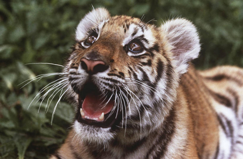 无人,横图,室外,特写,白天,时尚,哺乳动物,虎,野生动物,自然,动物,打开,看,向上看,t台,力量,摄影,环境,生物学,开启,幼兽,猫科动物,苏门答腊虎,时装表演,时装秀,t型台,走秀,危险,彩图,动物学