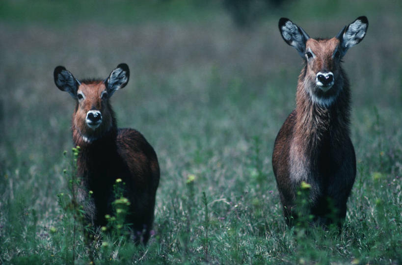 无人,站,横图,室外,白天,正面,时尚,哺乳动物,野生动物,科学,羚羊,草,自然,动物,两只,t台,摄影,环境,生物学,近景,偶蹄目,机敏,水羚,时装表演,时装秀,t型台,走秀,彩图,动物学