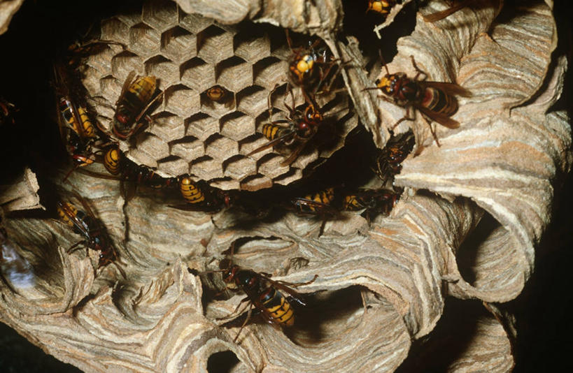 无人,横图,室外,特写,白天,时尚,野生动物,科学,昆虫,蜂窝,自然,动物,t台,生物,摄影,环境,生物学,节肢动物,黄蜂,益虫,马蜂,时装表演,时装秀,t型台,走秀,彩图,动物学,马蜂窝