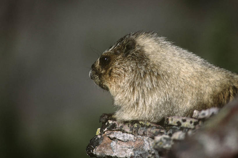 无人,公园,横图,室外,特写,白天,时尚,哺乳动物,野生动物,美国,科学,自然,动物,t台,可爱,摄影,活泼,环境,生物学,北美,北美洲,国家公园,土拨鼠,美洲,蒙大拿州,旱獭,冰川国家公园,北亚美利加洲,亚美利加洲,天竺鼠,蒙大拿,长空之乡,财富之州,冰河国家公园,时装表演,时装秀,t型台,走秀,沃特顿冰川国际和平公园,彩图,美利坚合众国,沃特顿.冰川国际和平公园,动物学