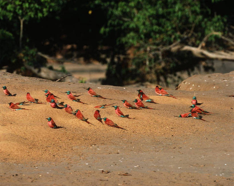 无人,坐,横图,室外,白天,时尚,野生动物,一群,许多,科学,鸟类,沙子,很多,自然,t台,摄影,环境,生物学,国家公园,扎伊尔,食蜂鸟,黄喉蜂虎,刚果民主共和国,时装表演,时装秀,t型台,走秀,彩图,动物学,郊野公园