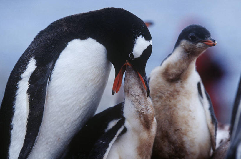 无人,站,横图,室外,白天,时尚,企鹅,野生动物,三只,科学,鸟类,小鸟,自然,动物,t台,摄影,环境,生物学,近景,南极洲,巴布亚企鹅,南设得兰群岛,喂养,时装表演,时装秀,t型台,走秀,彩图,动物学