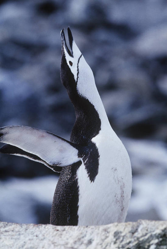 无人,站,竖图,室外,白天,侧面,时尚,企鹅,野生动物,科学,鸟类,自然,动物,t台,可爱,摄影,活泼,环境,拍打,生物学,近景,帽带企鹅,南极洲,胡须企鹅,颊带企鹅,半月岛,时装表演,时装秀,t型台,走秀,彩图,动物行为,动物学