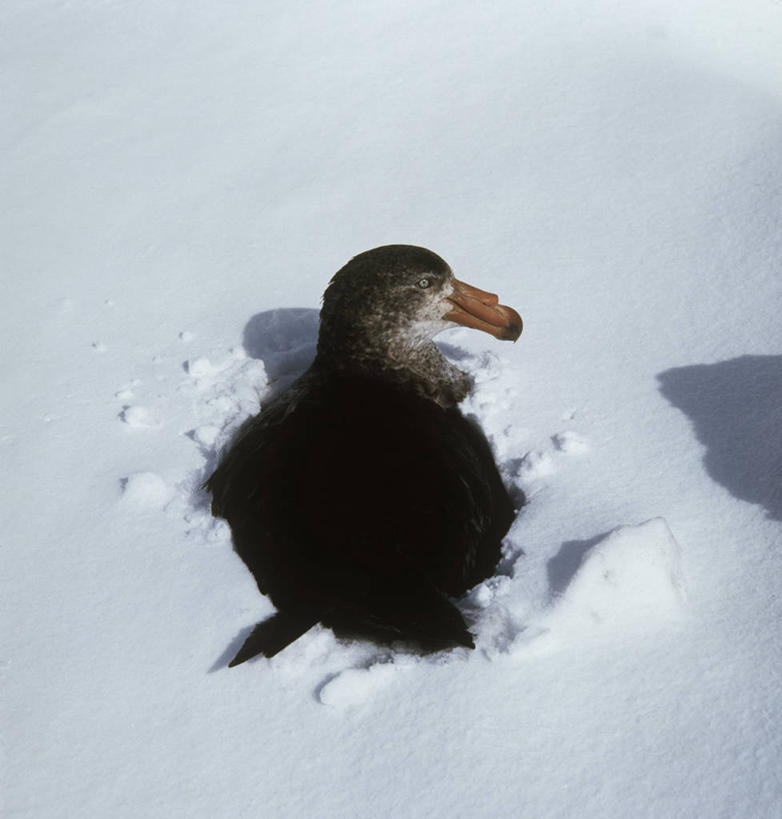无人,坐,竖图,方图,室外,白天,时尚,雪,鸟,野生动物,科学,鸟类,冬天,自然,动物,t台,摄影,环境,生物学,时装表演,时装秀,t型台,走秀,海燕,彩图,动物学